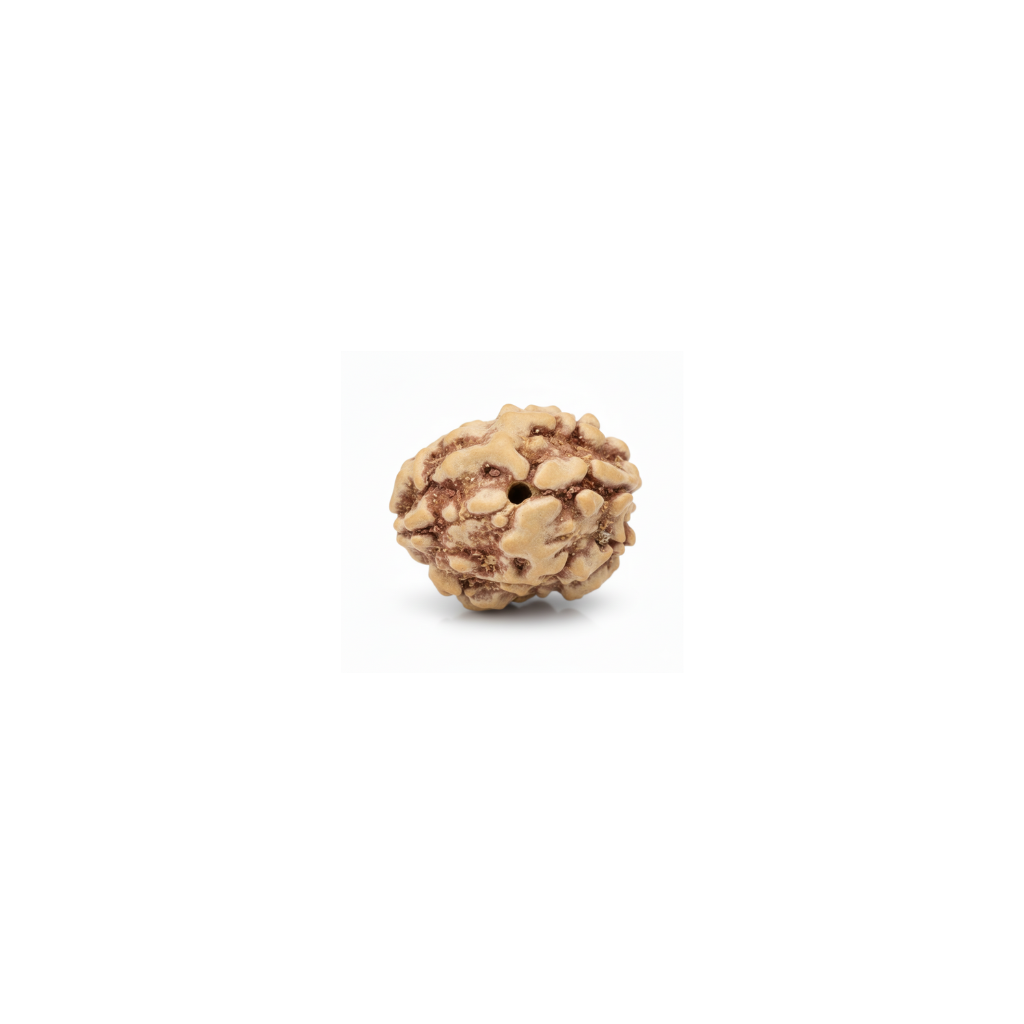 Natural 2 Mukhi Rudraksha bead isolated on white background for spiritual and meditation use