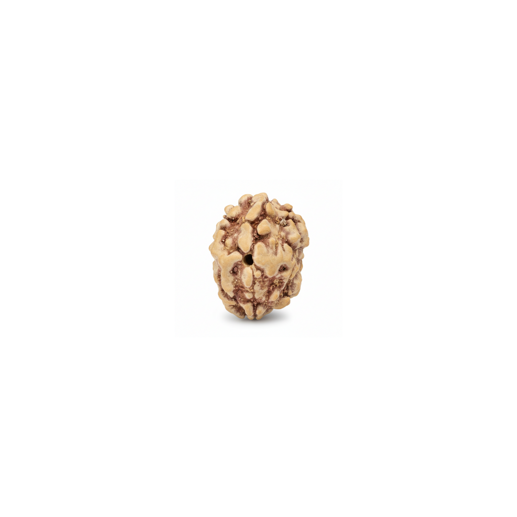 Authentic 2 Mukhi Rudraksha bead side view highlighting natural grooves and organic texture