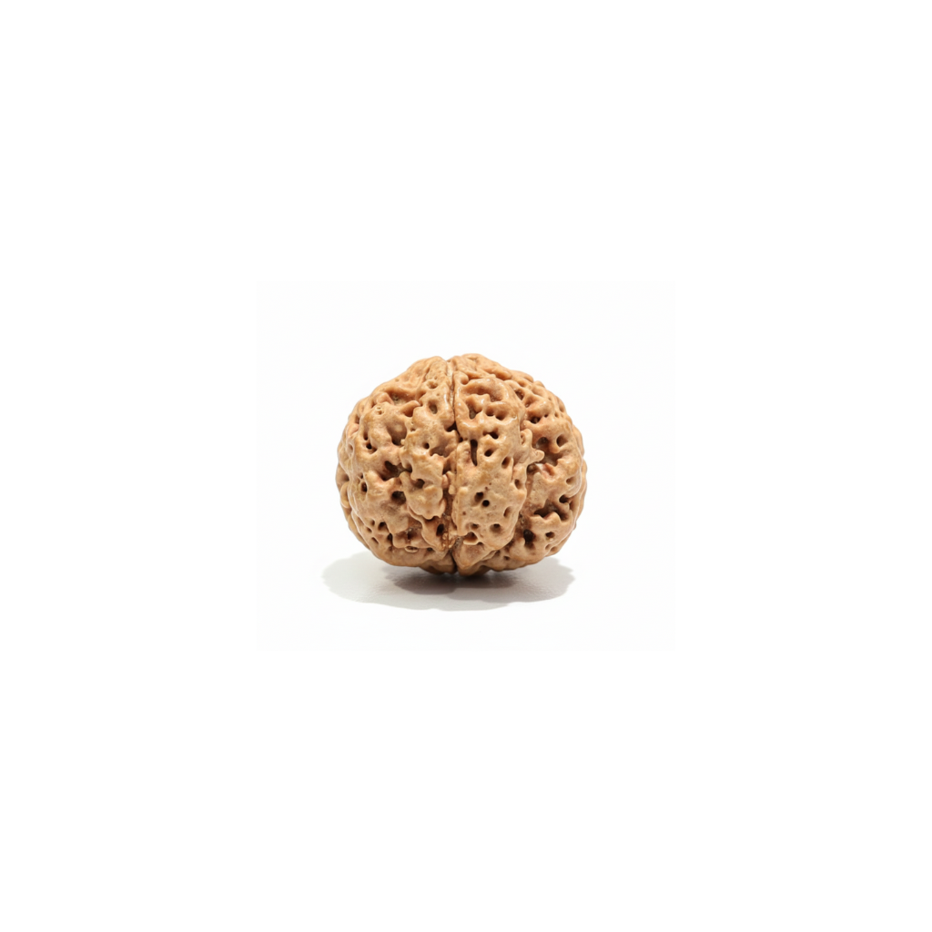 Authentic Nepal 4 Mukhi Rudraksha bead side view highlighting deep grooves, natural texture, and well-defined four faces