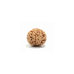 Authentic Nepal 4 Mukhi Rudraksha bead side view highlighting deep grooves, natural texture, and well-defined four faces