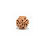 Lab certified 4 Mukhi Nepali Rudraksha bead isolated on white background showing clear four natural mukhi lines