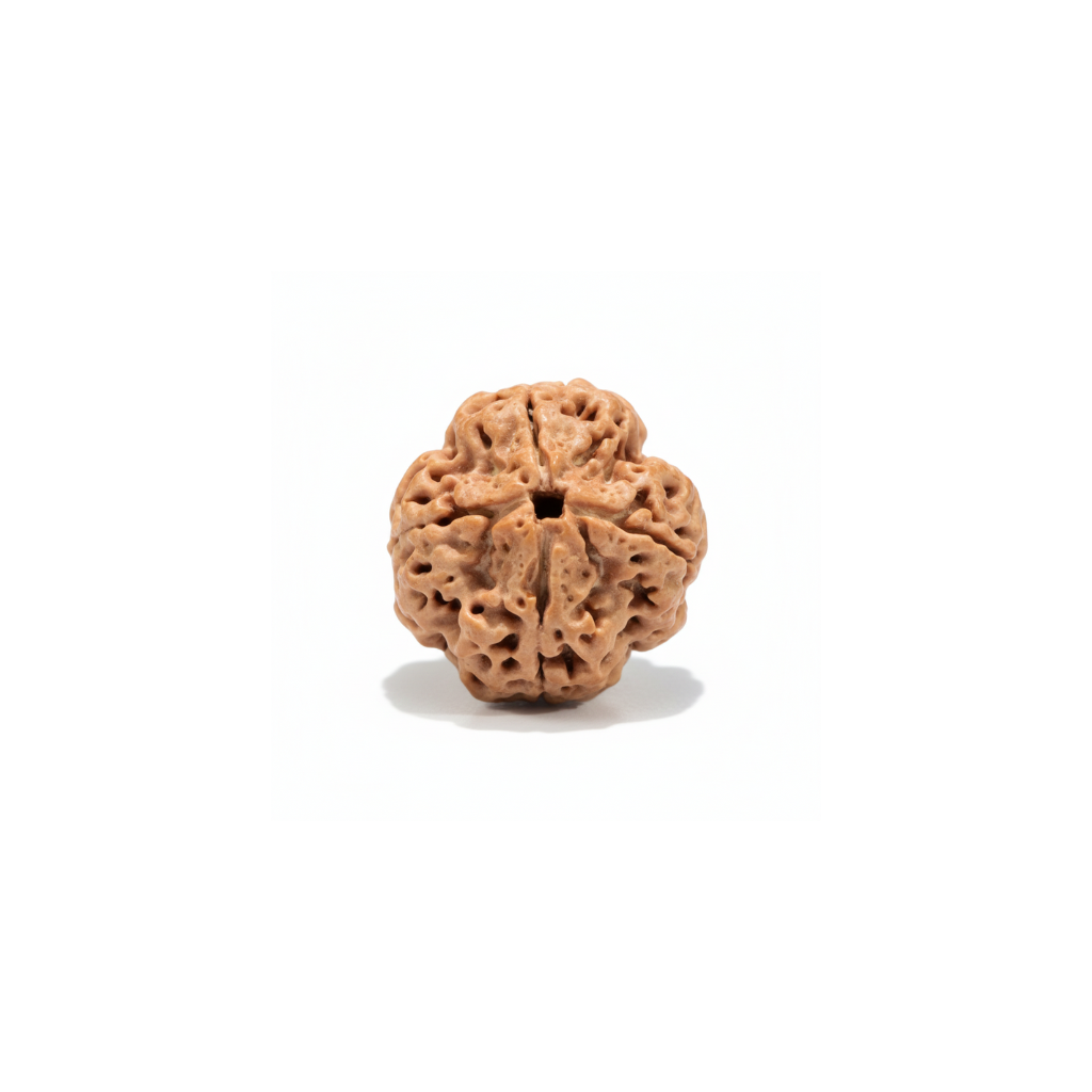 Lab certified 4 Mukhi Nepali Rudraksha bead isolated on white background showing clear four natural mukhi lines