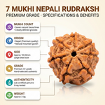 7 Mukhi Nepali Rudraksha Natural
