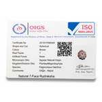 Certified 7 Mukhi Nepali Rudraksha with authenticity certificate card, original seven-faced bead from Nepal