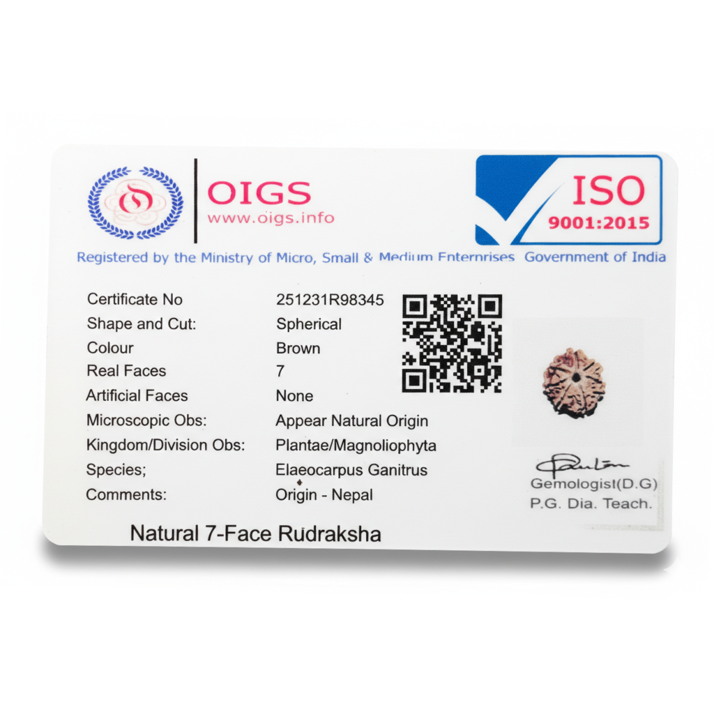 Certified 7 Mukhi Nepali Rudraksha with authenticity certificate card, original seven-faced bead from Nepal
