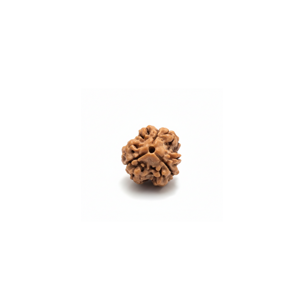 Lab certified 3 Mukhi Nepali Rudraksha bead isolated on white background showing well-defined three natural mukhi lines