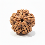 Premium 5 Mukhi Nepali Rudraksha close-up, well-defined five faces, deep grooves, and natural central hole