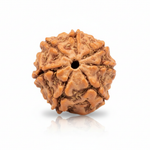 Original 7 Mukhi Nepali Rudraksha placed in serene Himalayan background, well-defined seven faces and deep grooves