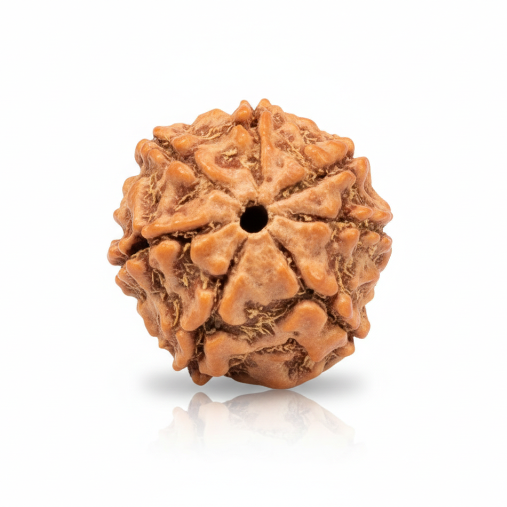 Original 7 Mukhi Nepali Rudraksha placed in serene Himalayan background, well-defined seven faces and deep grooves