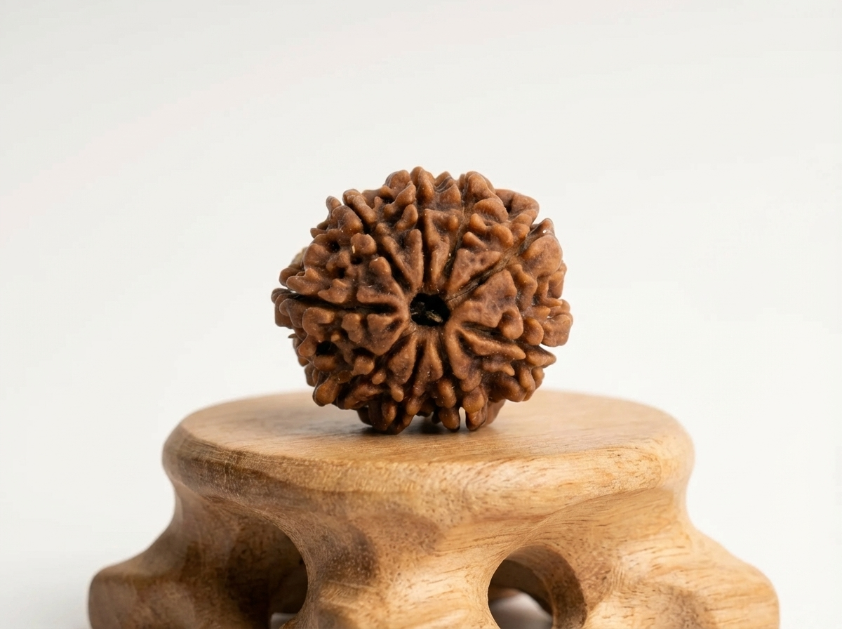 9 Mukhi Nepali Rudraksha